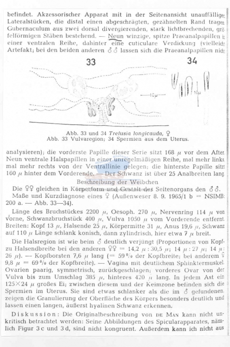 Trefusia longicauda