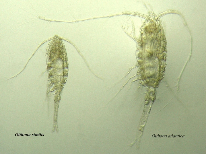 Oithona similis and Oithona atlantica