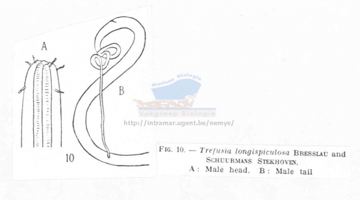 Trefusia filicauda