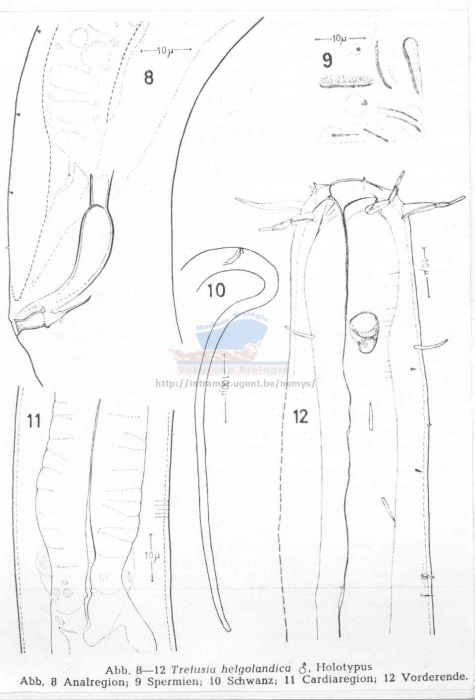 Trefusia helgolandica