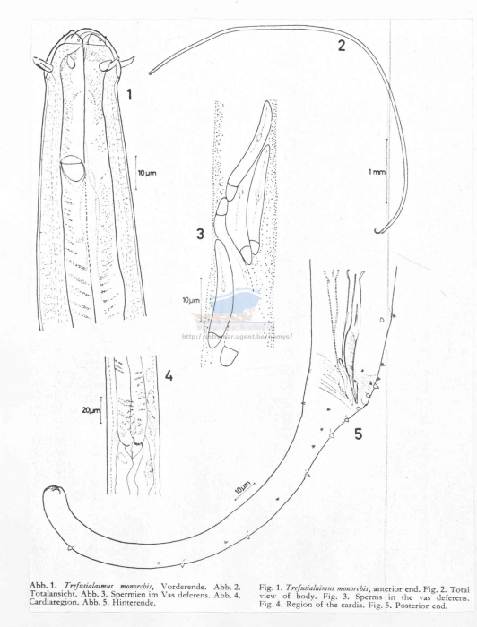 Trefusialaimus monorchis