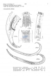 Nematode file-library of the Marine Biology Section (Ghent University, Belgium)