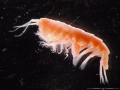 Crustacea (crustaceans)