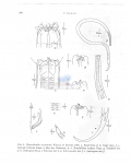 Nematode file-library of the Marine Biology Section (Ghent University, Belgium)
