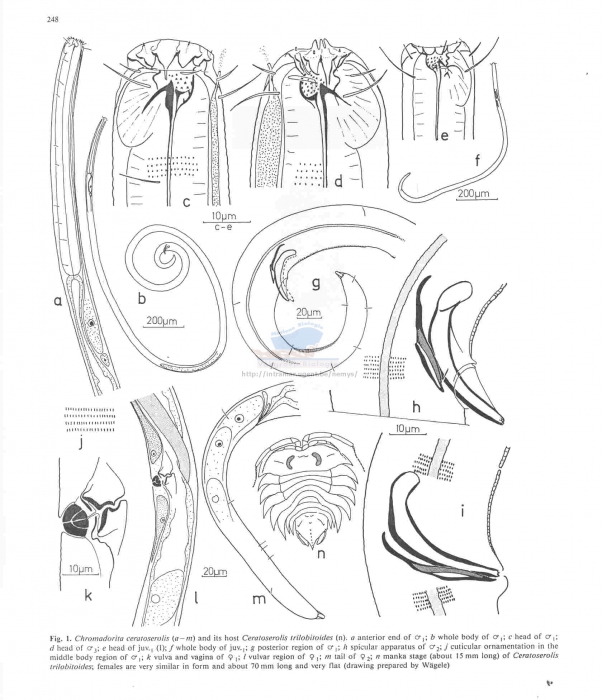 Chromadorita ceratoserolis