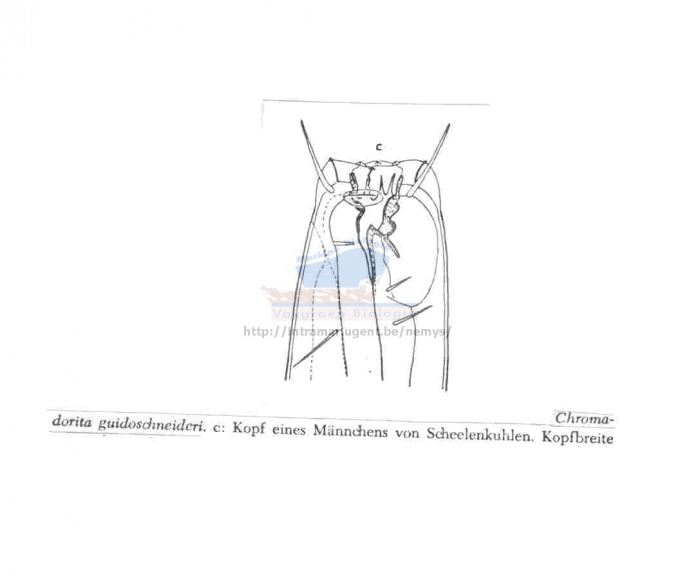 Chromadorita guidoschneideri