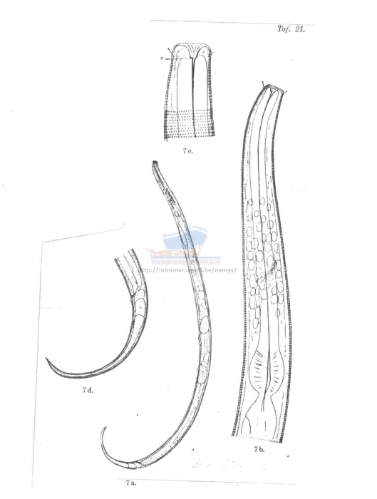 Chromadorita heterophya