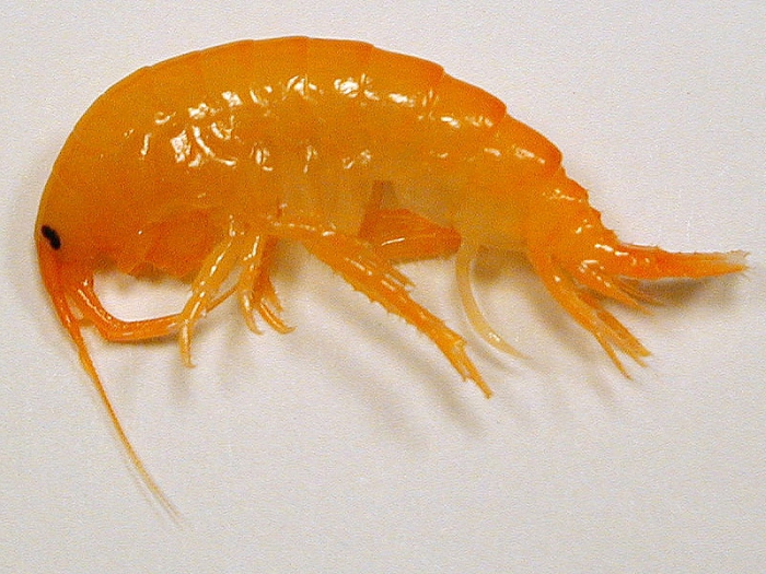 Gammarus sp. Gammarus sp.
