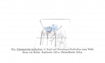 Nematode file-library of the Marine Biology Section (Ghent University, Belgium)