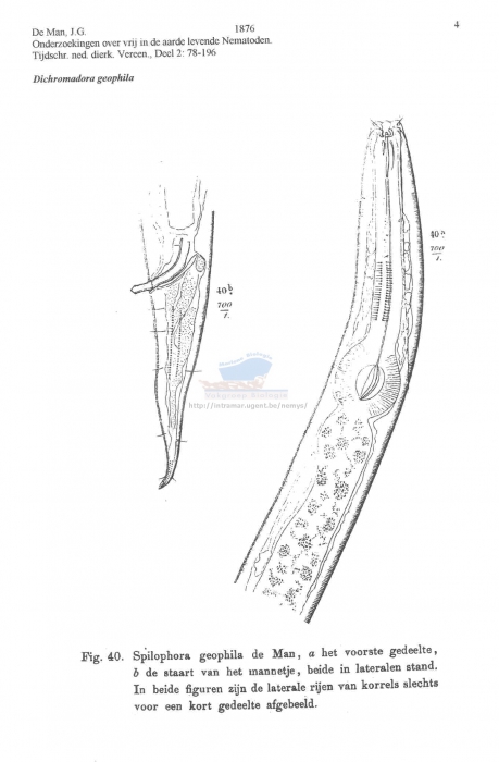 Dichromadora geophila