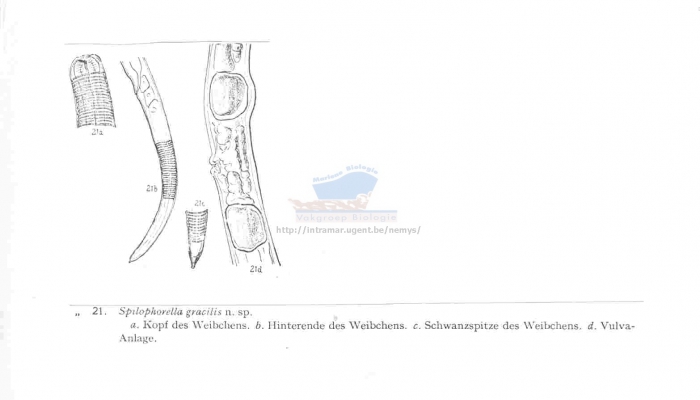 Dichromadora gracilis