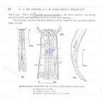 Dichromadora hyalocheile