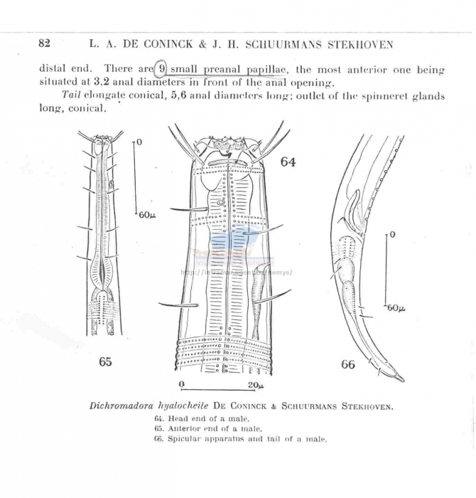 Dichromadora hyalocheile