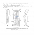 Nematoda (roundworms)