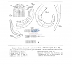 Dichromadora hyalocheile