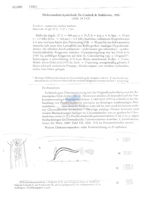 Dichromadora hyalocheile