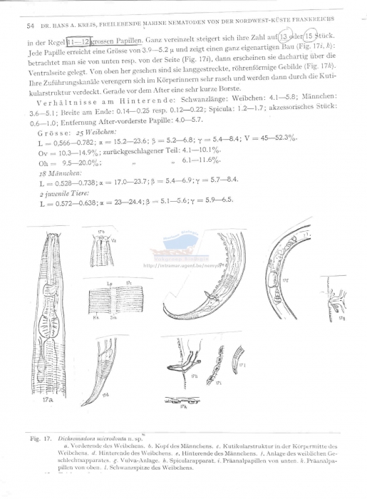 Dichromadora microdonta