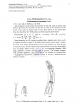 Nematode file-library of the Marine Biology Section (Ghent University, Belgium)