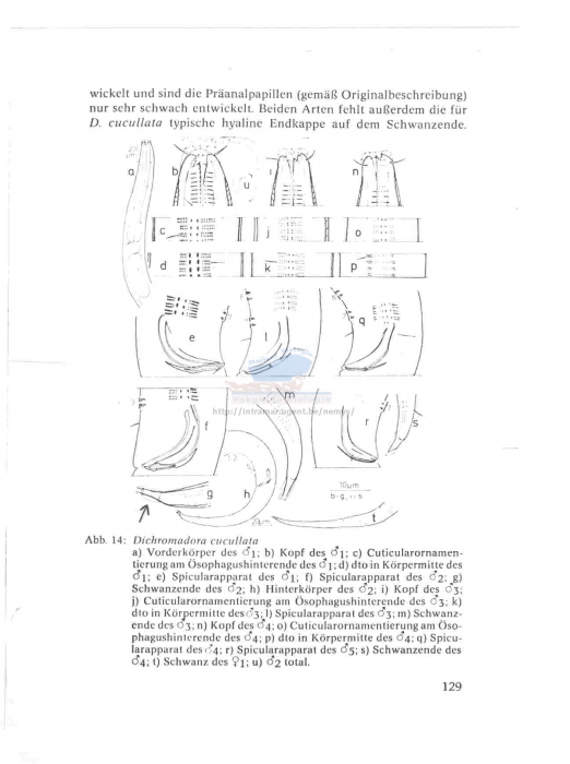 Dichromadora cucullata