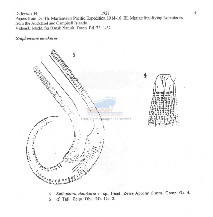 Graphonema amokurae