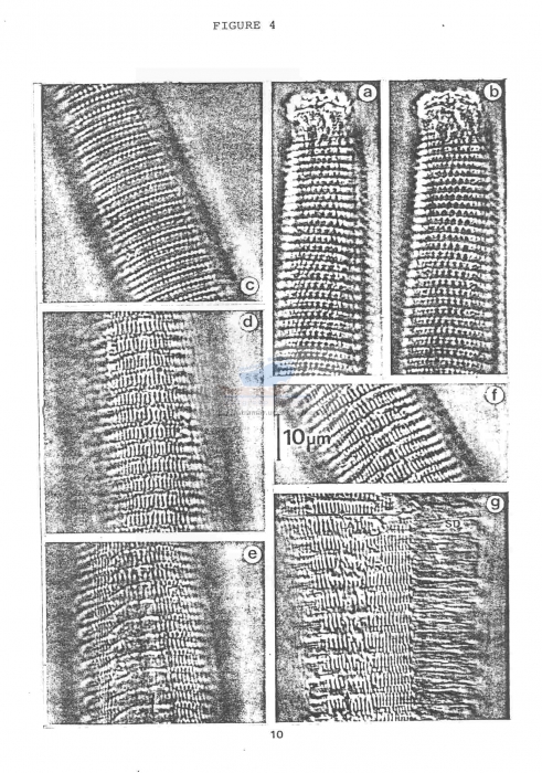 Graphonema amokurae