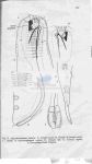 Nematode file-library of the Marine Biology Section (Ghent University, Belgium)