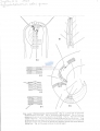 Nematoda (roundworms)