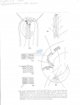 Nematode file-library of the Marine Biology Section (Ghent University, Belgium)
