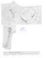 Nematoda (roundworms)