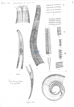 Neochromadora craspedota