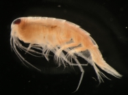 Syrrhoe crenulata Go,  1866