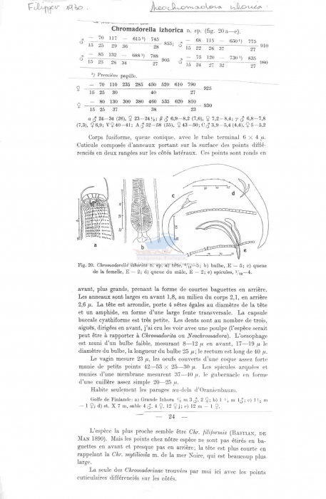 Neochromadora izhorica