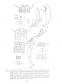 Nematoda (roundworms)