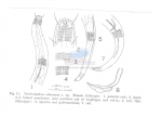 Neochromadora oshoroana