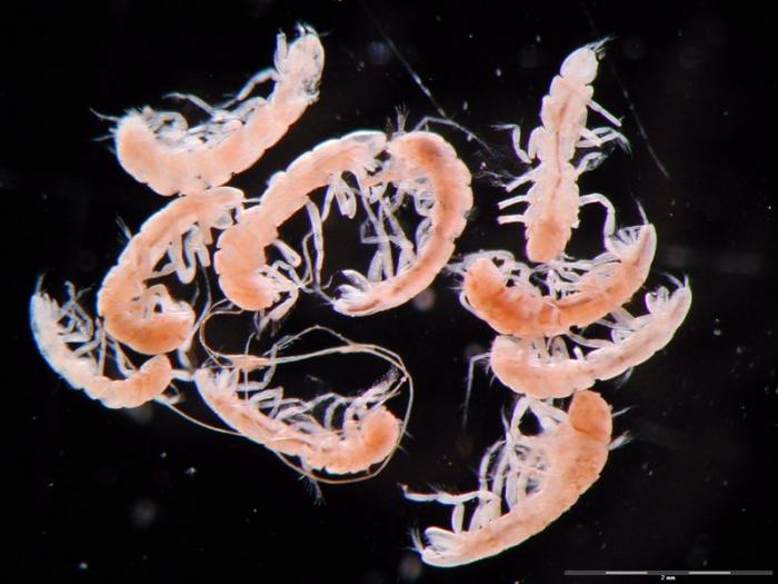 Eugerda sp. Eugerda sp.