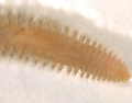 Polychaeta (bristle worms)