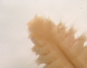 Aglaophamus malmgreni (Thl, 1870)