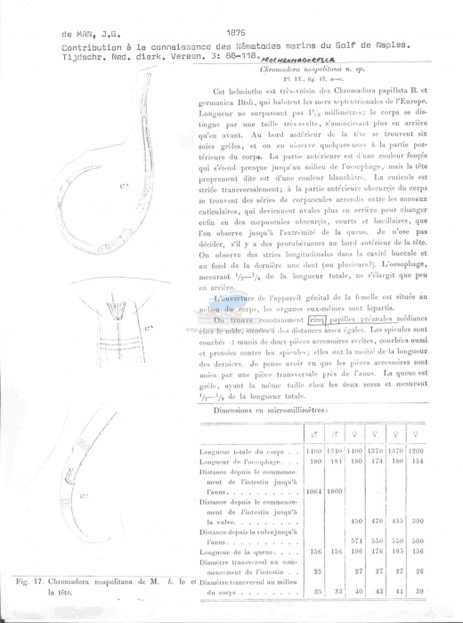 Prochromadorella neapolitana