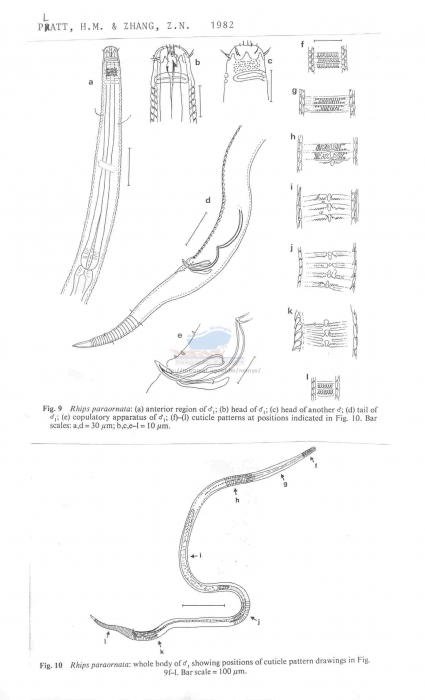 Rhips paraornata