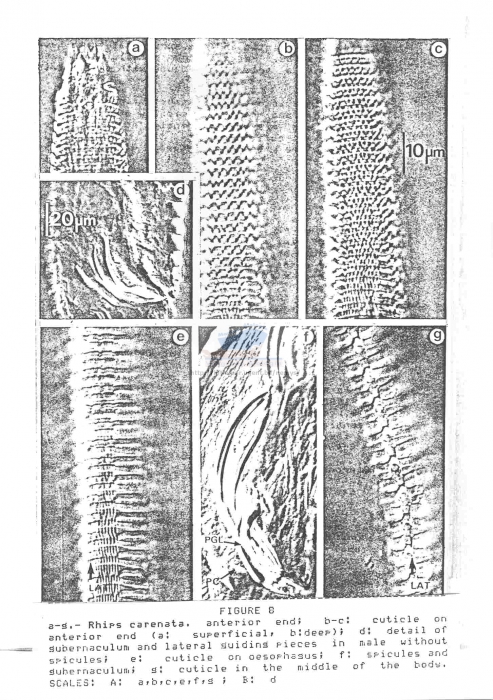 Rhips carenata