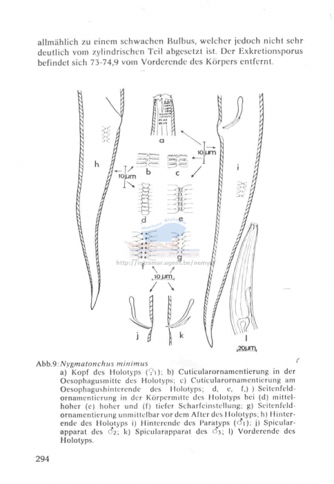 Trochamus carinatus