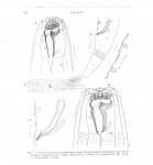 Gomphionema typicum