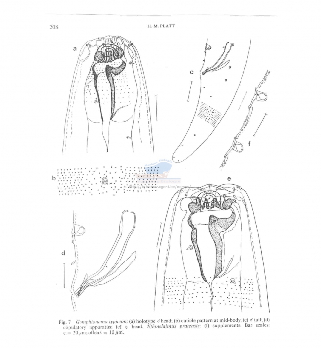 Gomphionema typicum