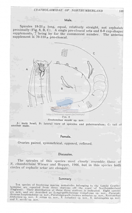 Neotonchus meeki