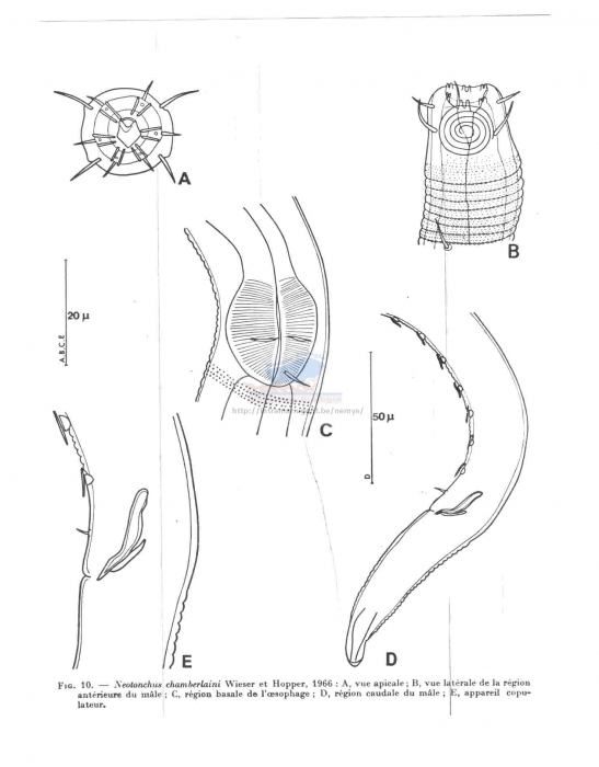 Neotonchus boucheri