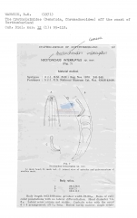 Neotonchus interruptus