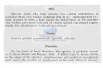 Nematode file-library of the Marine Biology Section (Ghent University, Belgium)