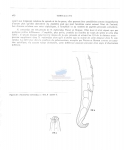 Nematode file-library of the Marine Biology Section (Ghent University, Belgium)