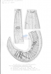 Acanthonchus (Seuratiella) gracilis