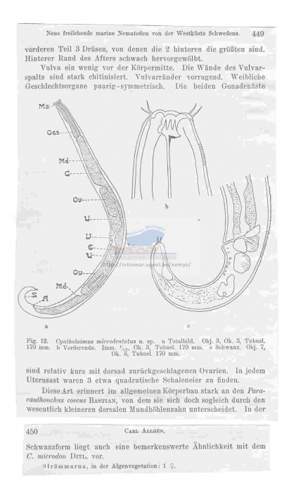 Acanthonchus (Seuratiella) gracilis